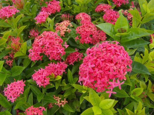 Ixora dwarf (Orange) - Plant DELETE - why deleting