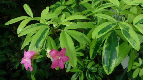 Lemonia spectabilis variegata - Plant DELETE - why deleting