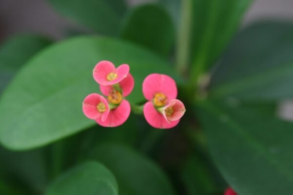 Euphorbia (Pink - Green) - Plant