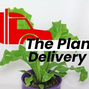 plantslive-Asplenium nidus fimbriatum - Plant
