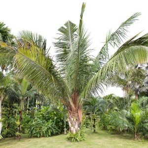 plantslive-Attalea cohune - Plant