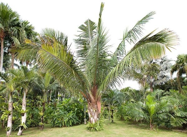 plantslive-Attalea cohune - Plant