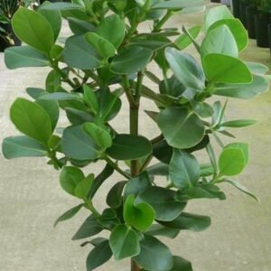 Clusia rosea marginata - Plant