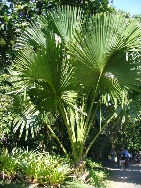 plantslive-Corypha umbraculifera - Plant