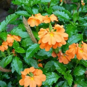 plantslive-Crossandra undulaefolia rubra - Plant