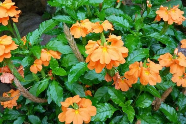 plantslive-Crossandra undulaefolia rubra - Plant