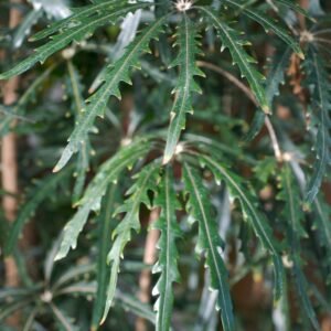 plantslive-Dizygotheca kerchoveana - Plant