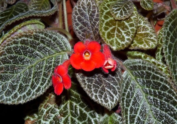 plantslive Episcia cuperata - Plant