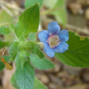 plantslive-Hemigraphis Latebrosa, Ruellia Labetrosa - Plant
