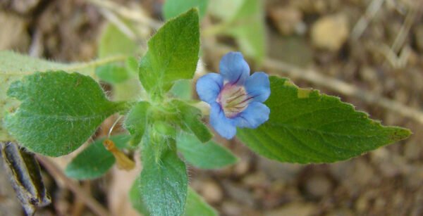 plantslive-Hemigraphis Latebrosa, Ruellia Labetrosa - Plant