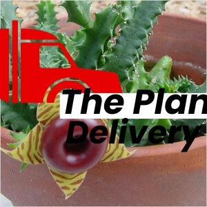plantslive-Huernia Zebrina - Plant