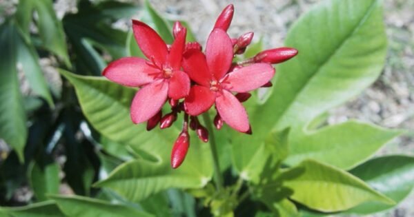 plantslive-Jatropha integerrima bloom -C