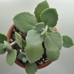 plantslive-Kalanchoe Millotii - Plant