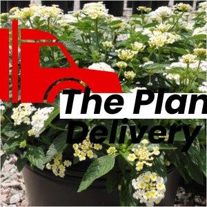 plantslive-Lantana-White