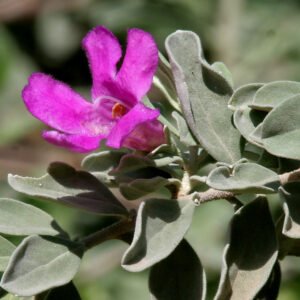 Leucophyllum frutescens var green cloud - Plant