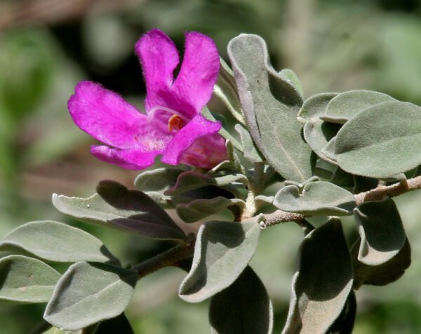 Leucophyllum frutescens var green cloud - Plant