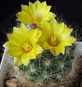 Mammillaria balmii - Plant