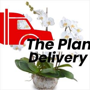plantslive-Phalaenopsis-White