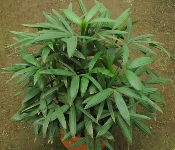 plantslive-Rhapis-Subtilis