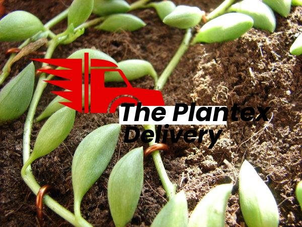 plantslive-Senecio Herreianus - Plant