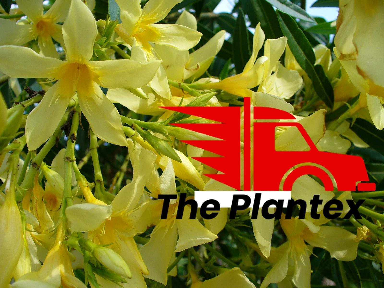 Kaner, Nerium Oleander (Yellow, Double) - Plant