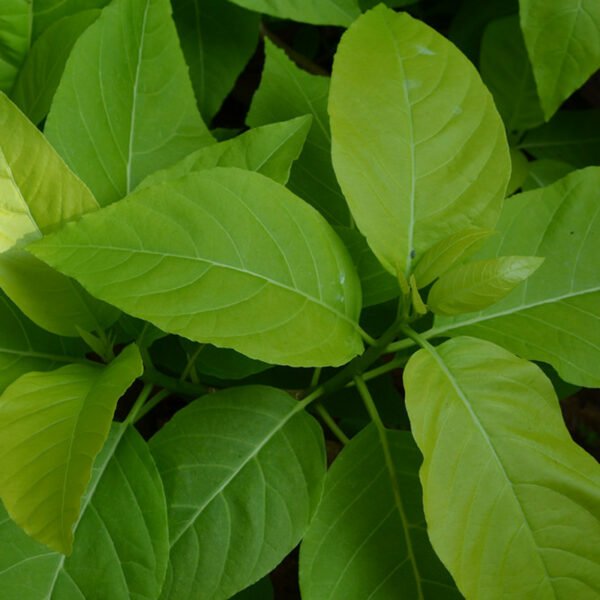 Pisonia Alba, Catchbirdtrees, Birdcatcher, Birdlime - Plant - Image 3