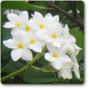 Plumeria, Champa - Plant - Image 2