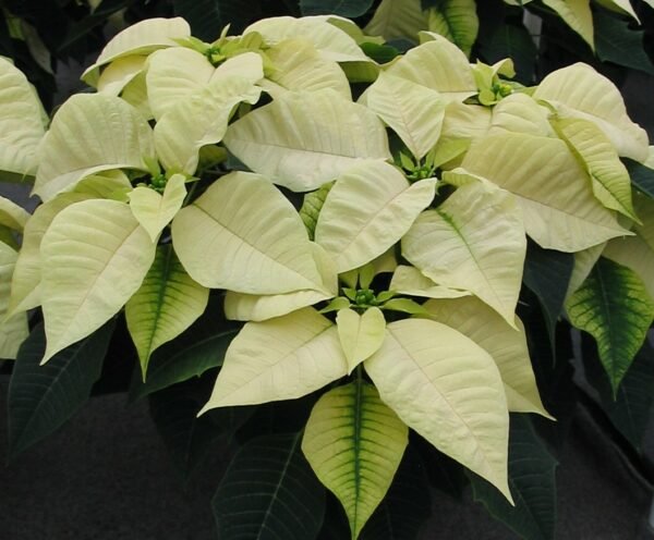 Poinsettia Plant (Euphorbia pulcherrima) - Image 3