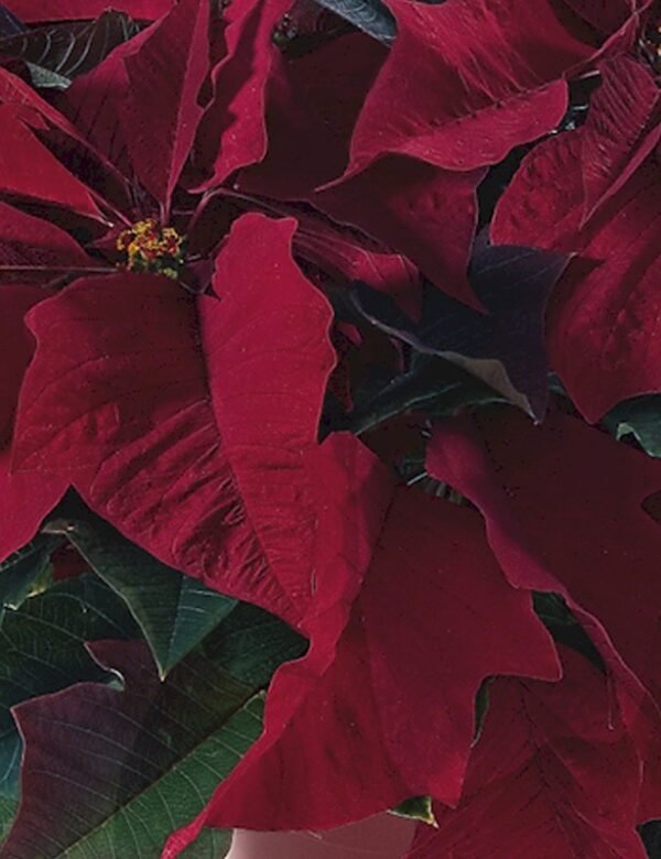 Poinsettia Plant (Euphorbia pulcherrima) - Image 5