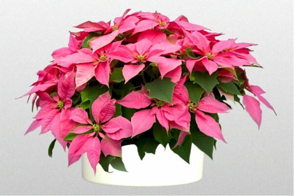 Poinsettia Plant (Euphorbia pulcherrima) - Image 14