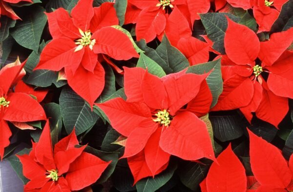 Poinsettia Plant (Euphorbia pulcherrima)