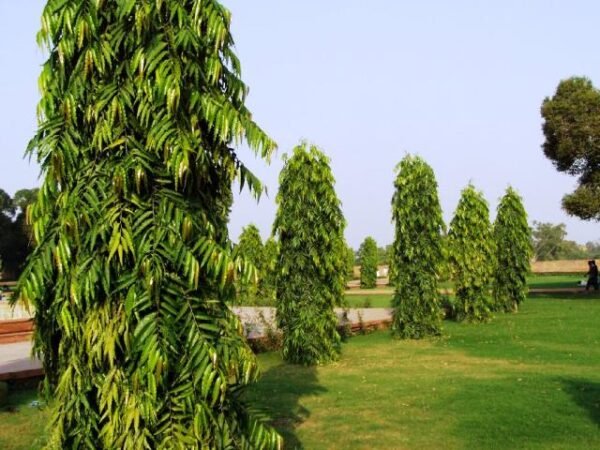 Polyathia Longifolia, Ashok Tree - Plant