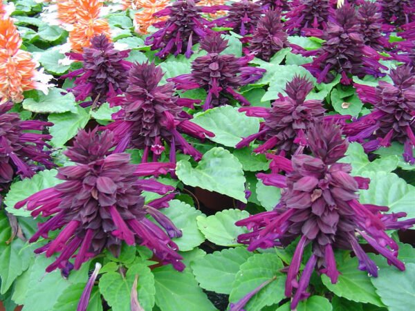Salvia Plant (Salvia officinalis) - Image 5