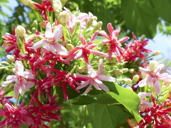 Madhumalti Dwarf, Rangoon Creeper - Plant - Image 4