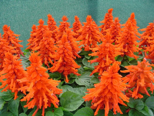 Salvia Plant (Salvia officinalis) - Image 6