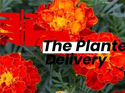 French Marigold (Red) - Plant - Image 3