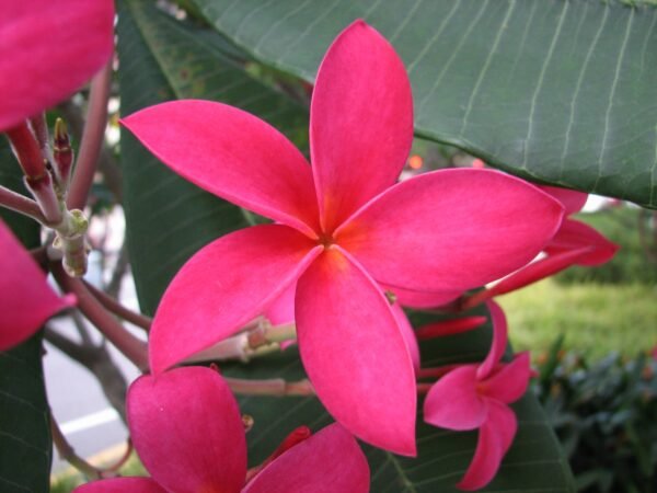 Plumeria 'Rubra hybrid', Champa - Plant