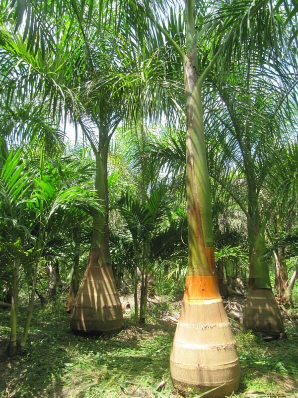 Roystonea Regia, Royal Palm - Plant - Image 2