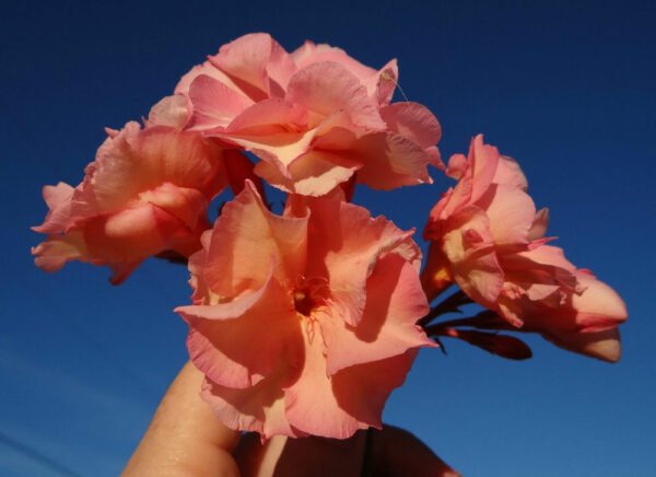 Kaner Dwarf, Nerium Oleander (Peach, Dwarf) - Plant - Image 4
