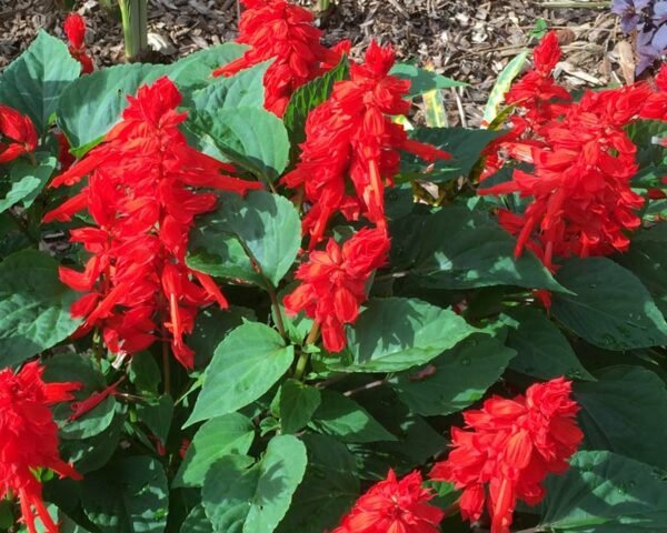 Salvia Plant (Salvia officinalis)