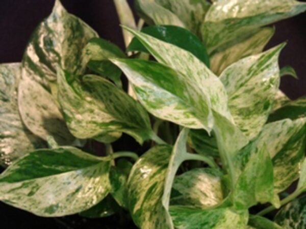 Money Plant Marble Queen - Plant