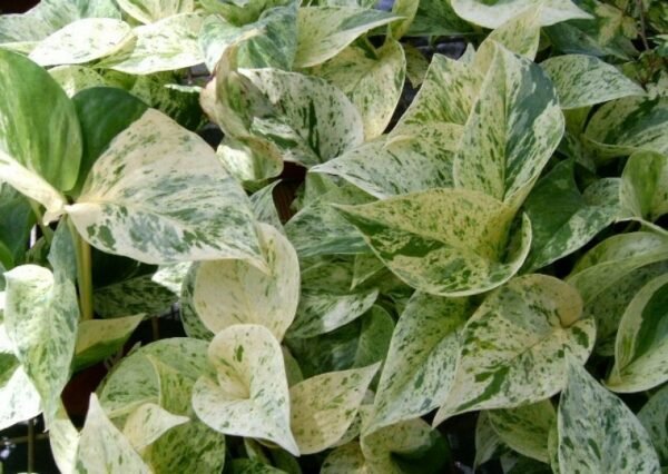 Money Plant Variegated (Epipremnum aureum) - Image 3