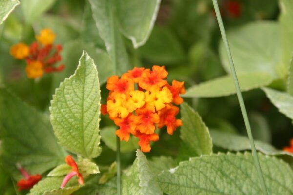 Lantana (Variegated Red) - Plant