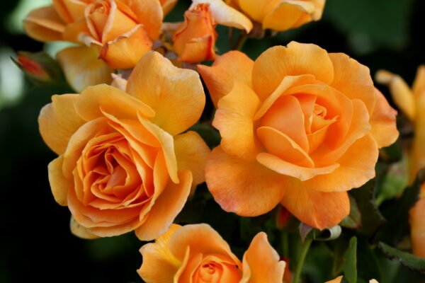Yellow-Orange Rose Plant - Image 2