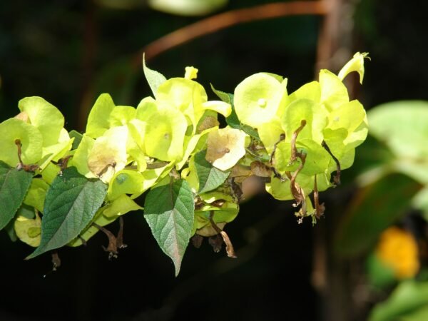Holmskioldia sanguinea - Plant - Image 2