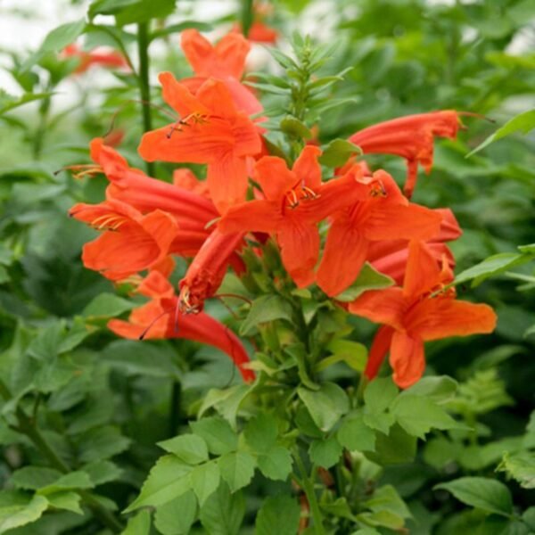 Tecoma (Shurb, Red) - Plant