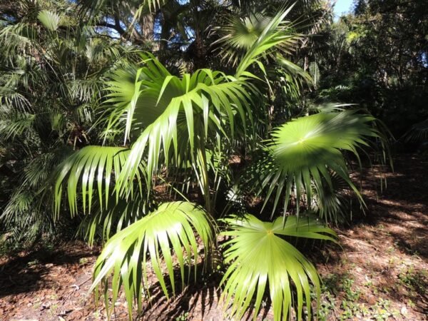 Thrinax excelsa - Plant