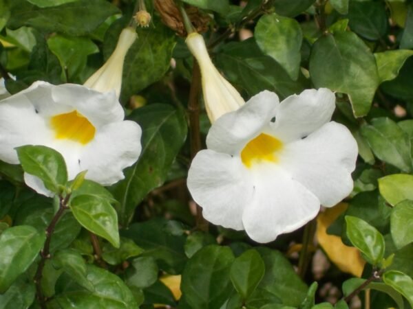 Thunbergia Erecta Alba, Meyenia Erecta Alba (White) - Plant