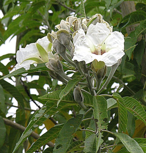 Ipomoea arborescens - Plant