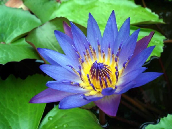 Nymphaea Caerulea, Hybrid Lotus (Blue) - Plant - Image 2